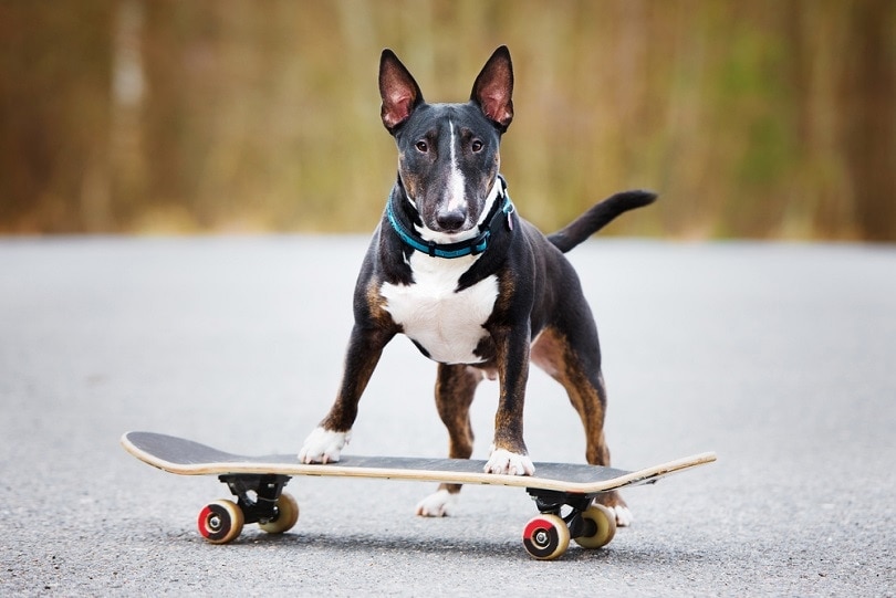 an english bull terrier dog on a skateboard