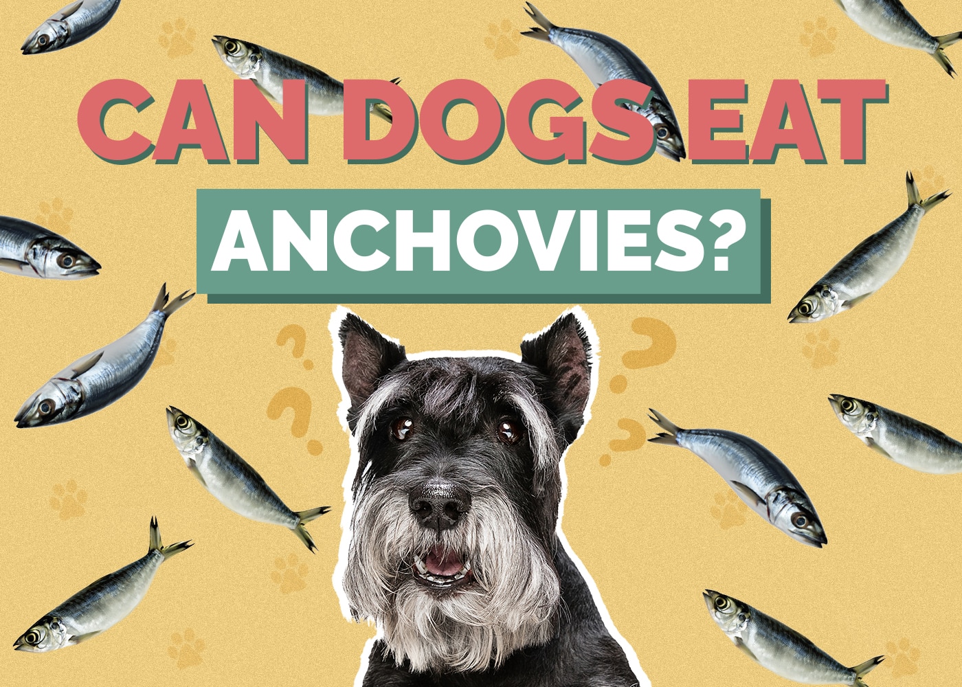 Can Dog Eat anchovies