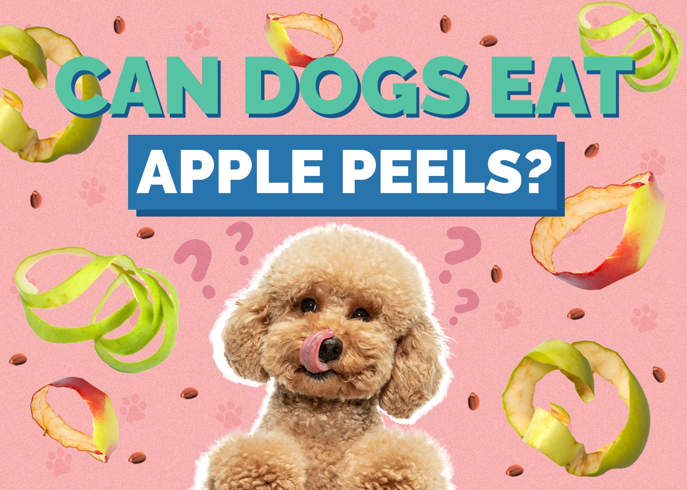 can a toy poodle eat apple?