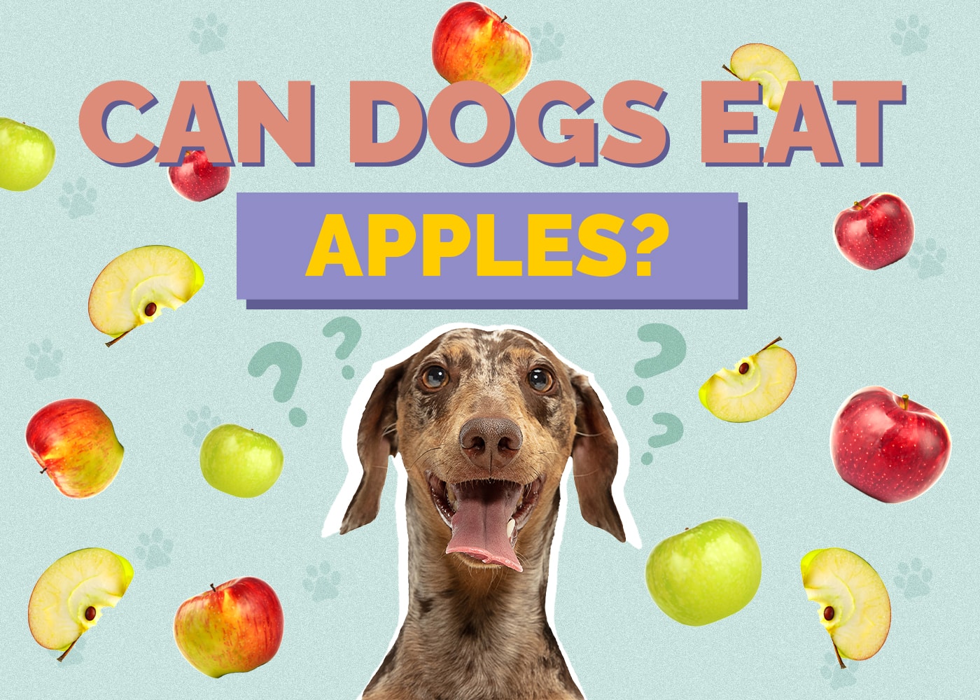 Can Dog Eat apples