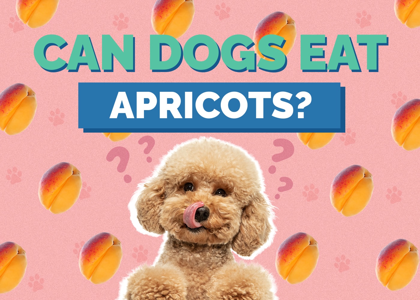 Can Dog Eat apricots