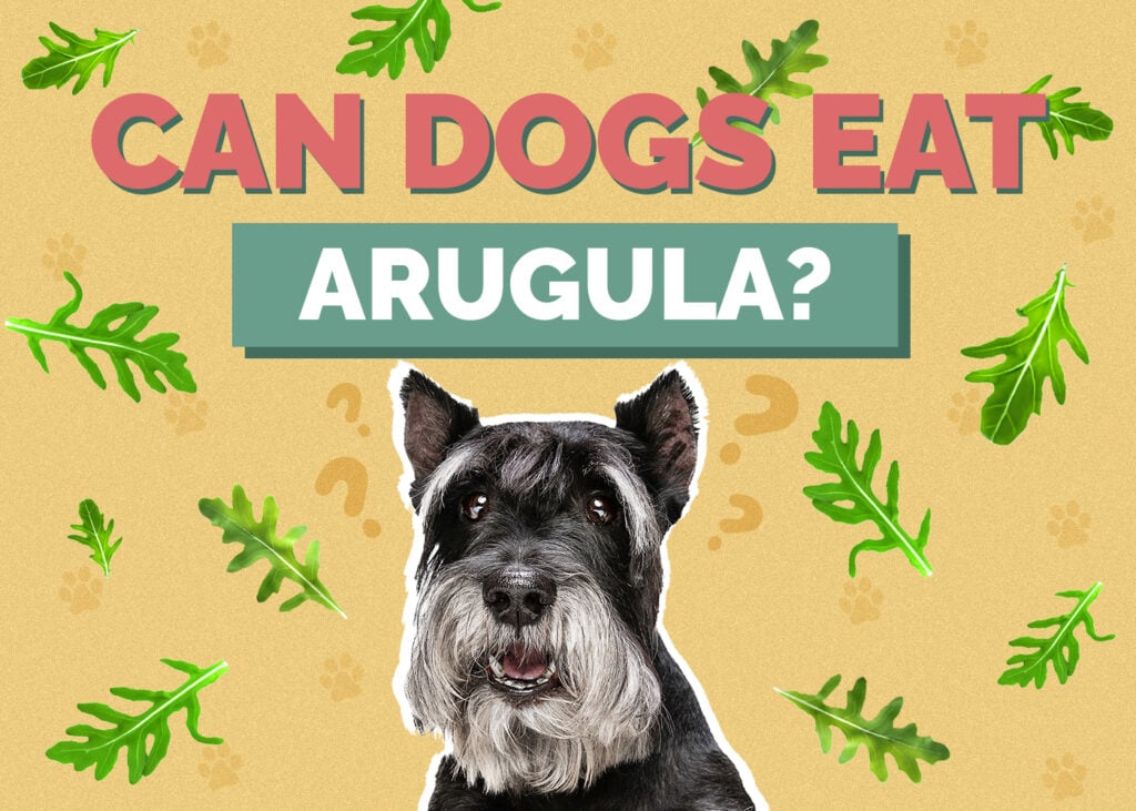 Can Dogs Eat Arugula? VetReviewed Nutrition Facts & FAQ Hepper