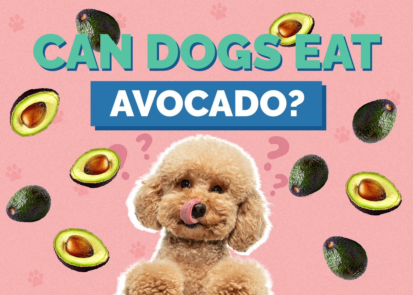 Can Dog Eat avocado