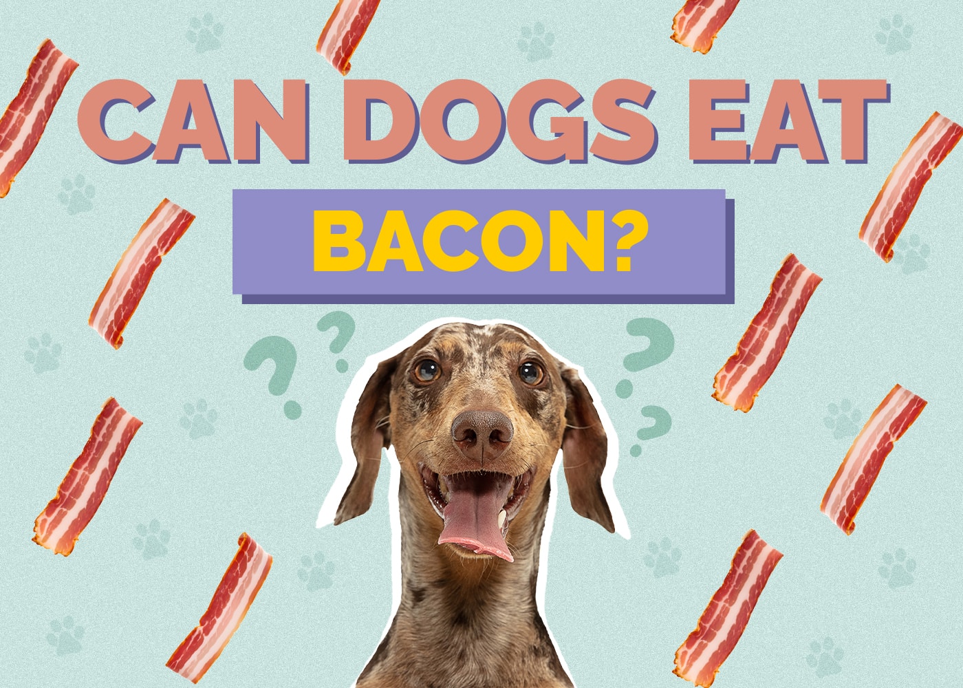 Can Dog Eat bacon