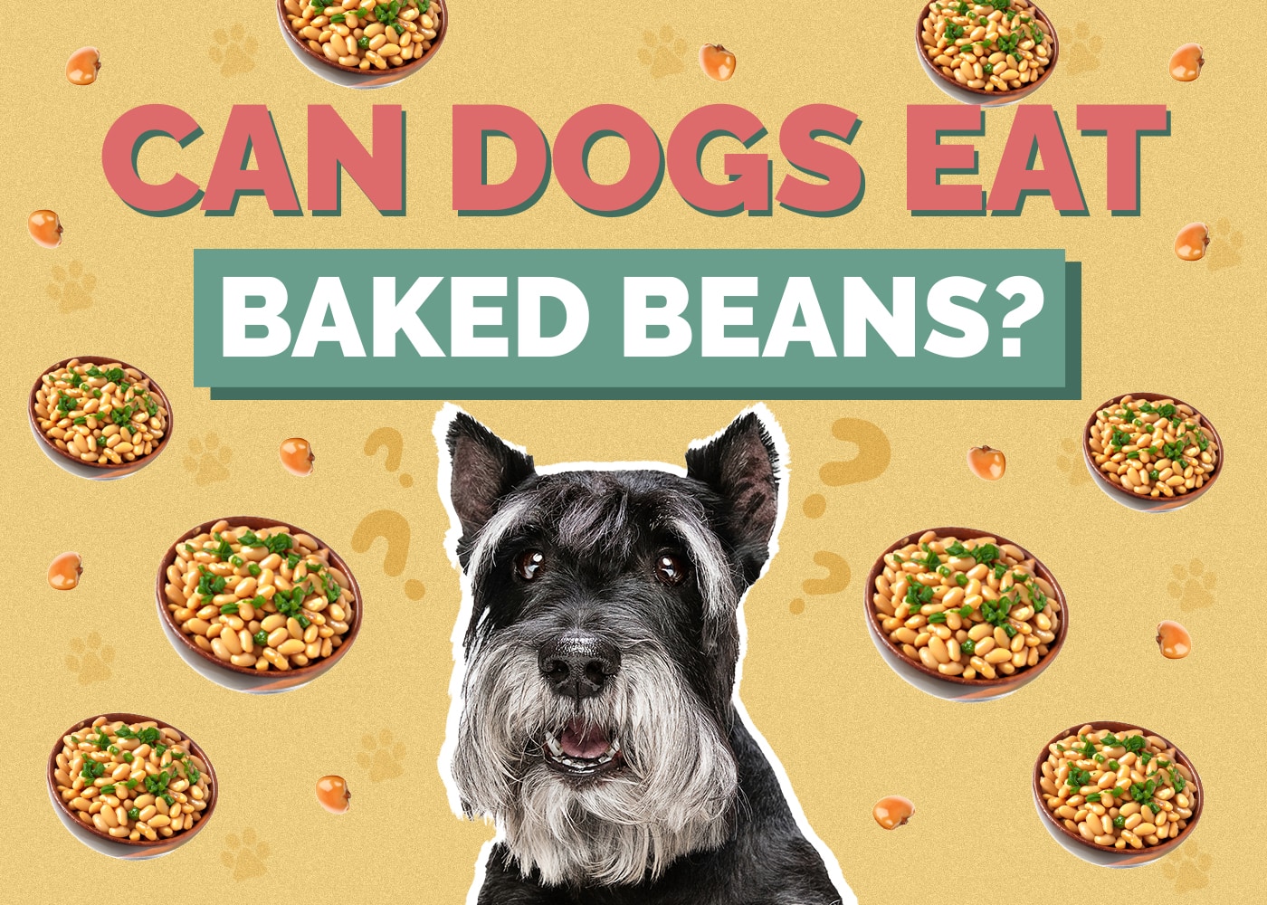 Can Dog Eat baked-beans