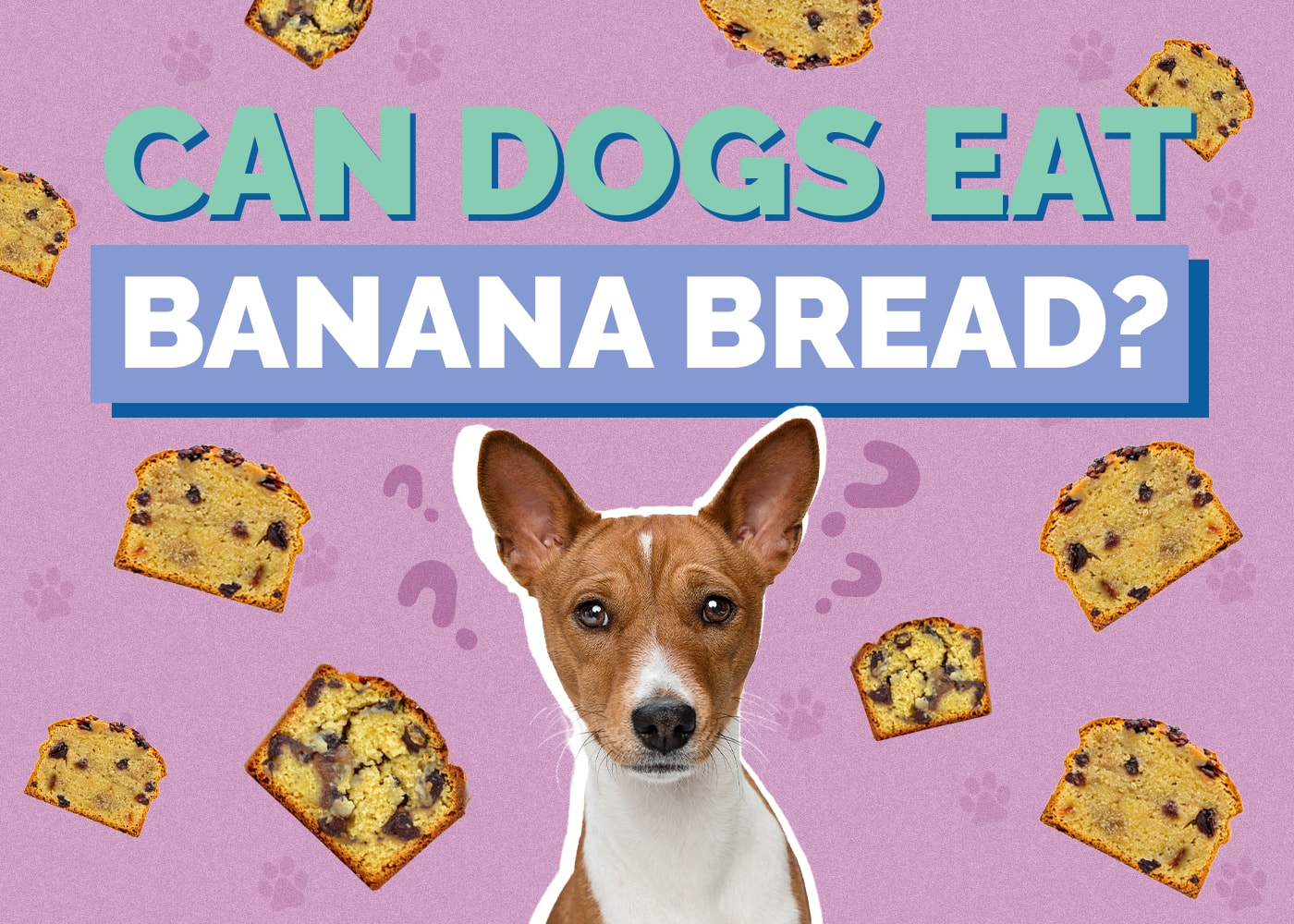 Can Dog Eat banana-bread