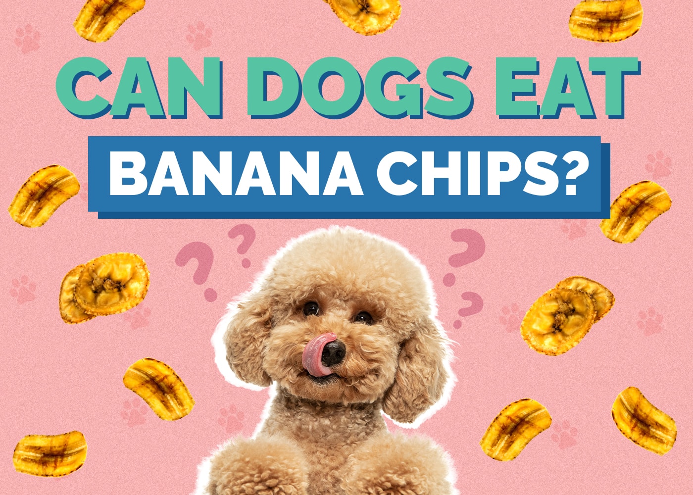 Can Dog Eat banana-chips