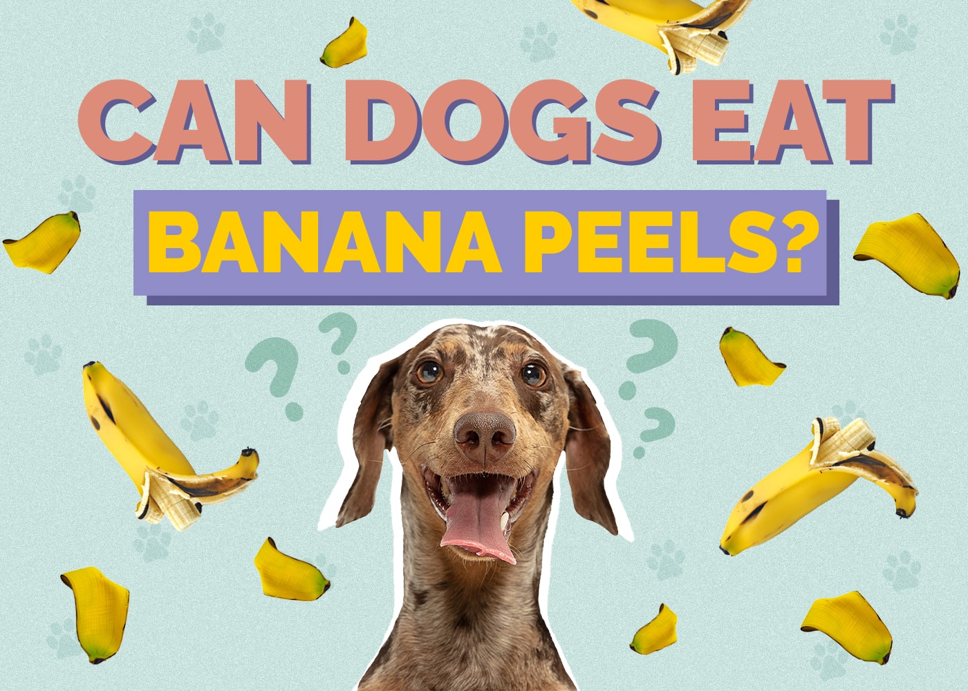 Can Dog Eat banana-peels