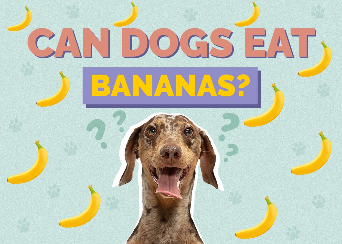 Can Dog Eat bananas