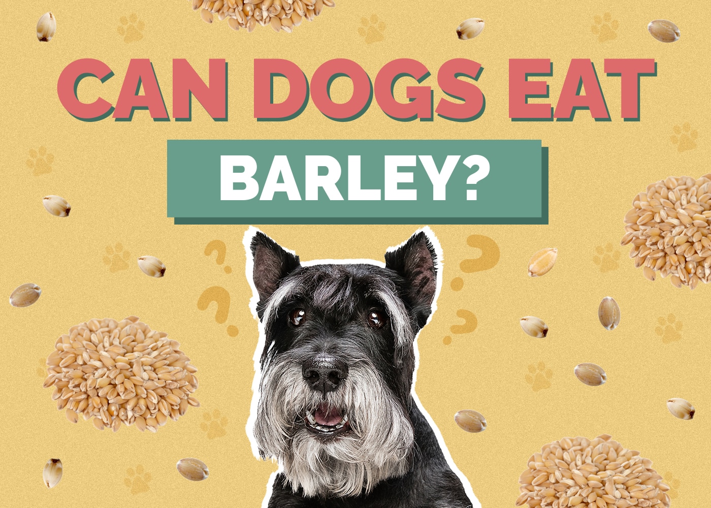 Can Dog Eat barley