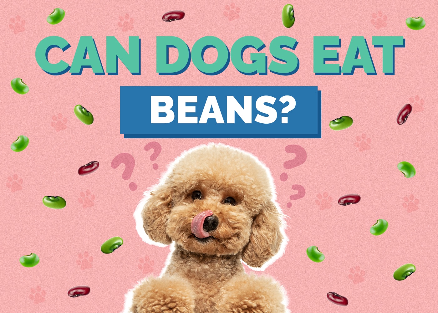 Can Dog Eat beans