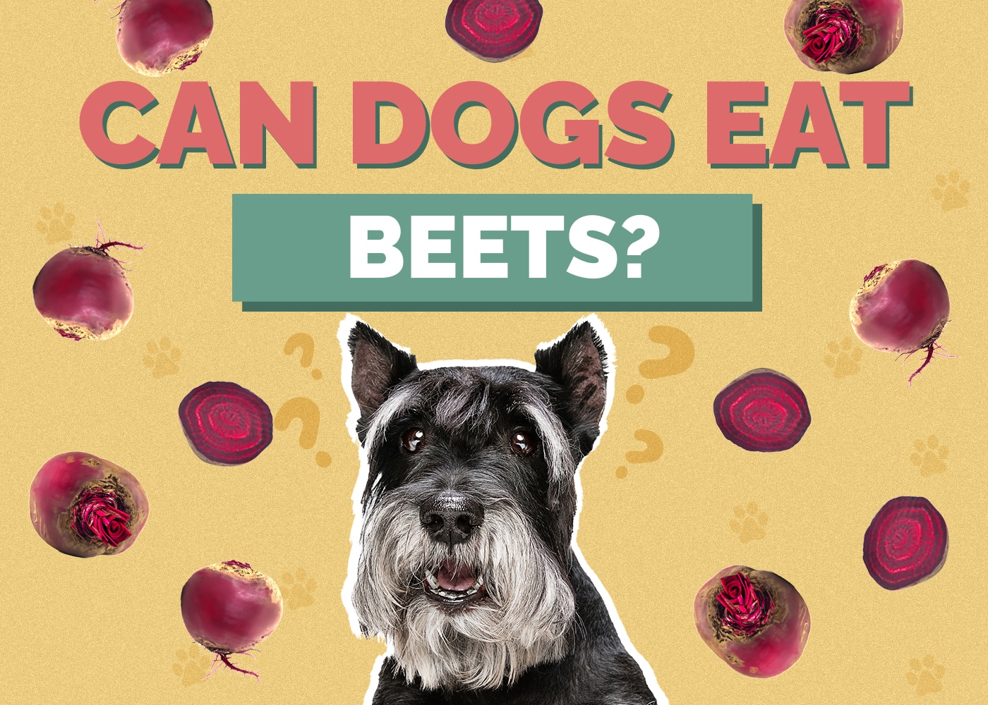 Can Dog Eat beets