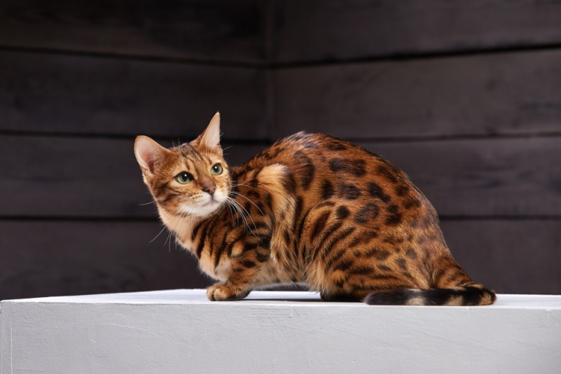 bengal cat in wooden background