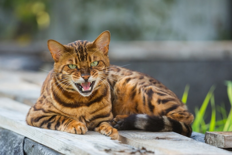 bengal cat lying on wood