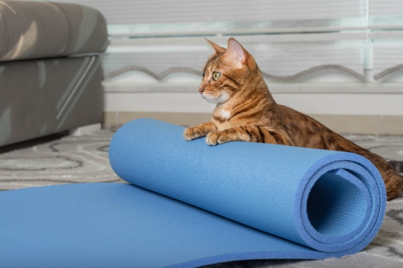 bengal cat on blue training mat