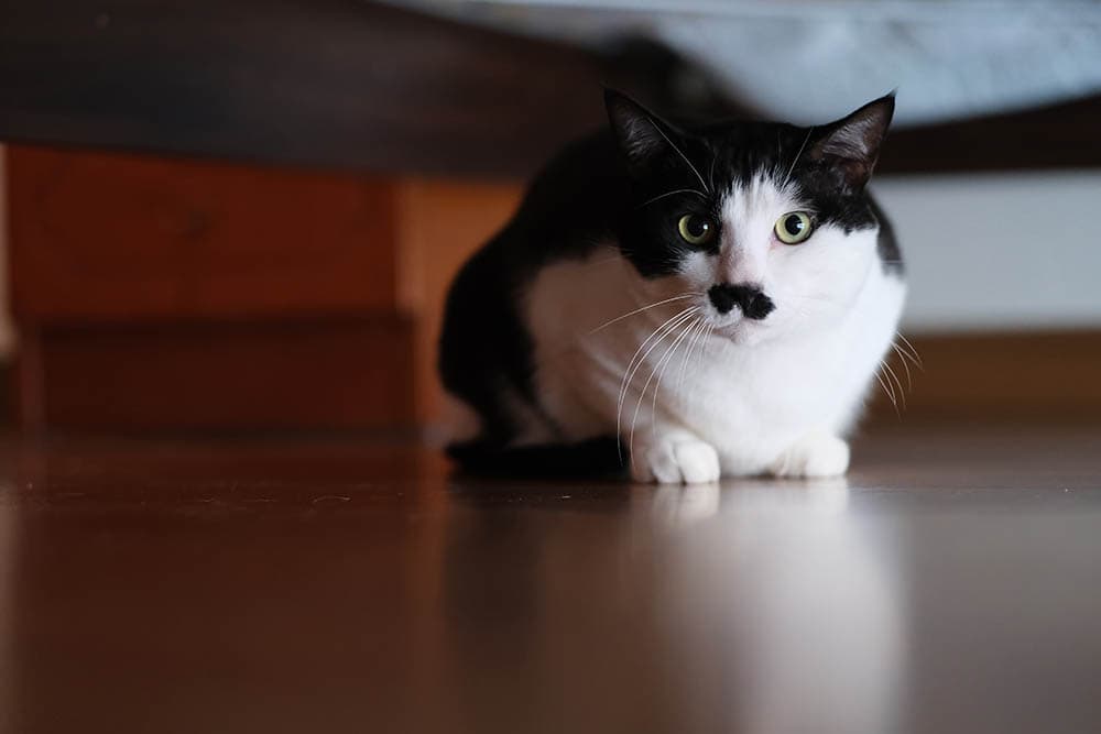 black and white cat hiding under the bed