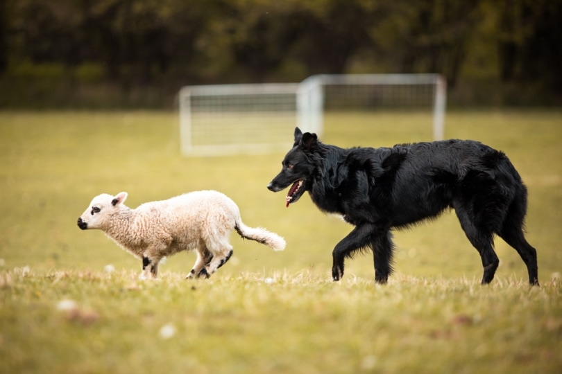 black australian shepherd herding sheep