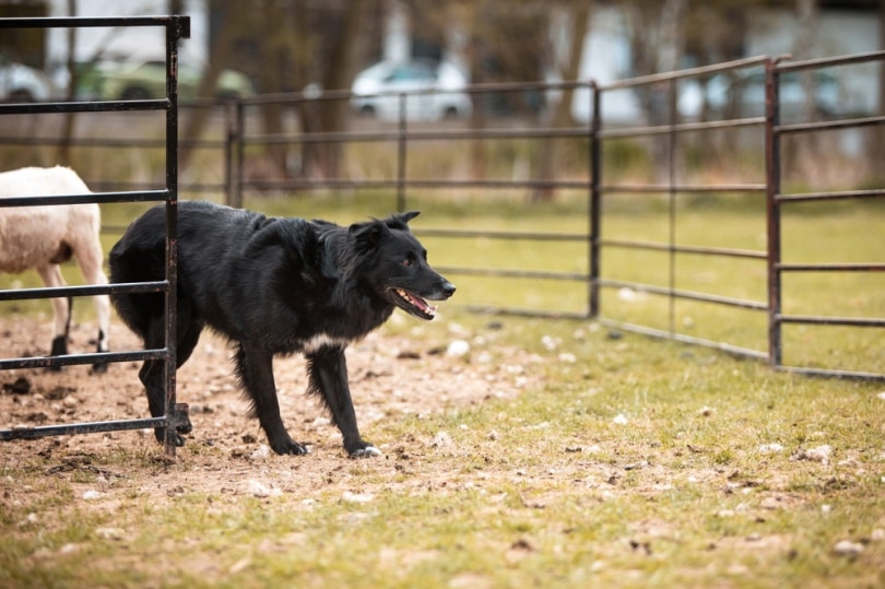 black australian shepherd