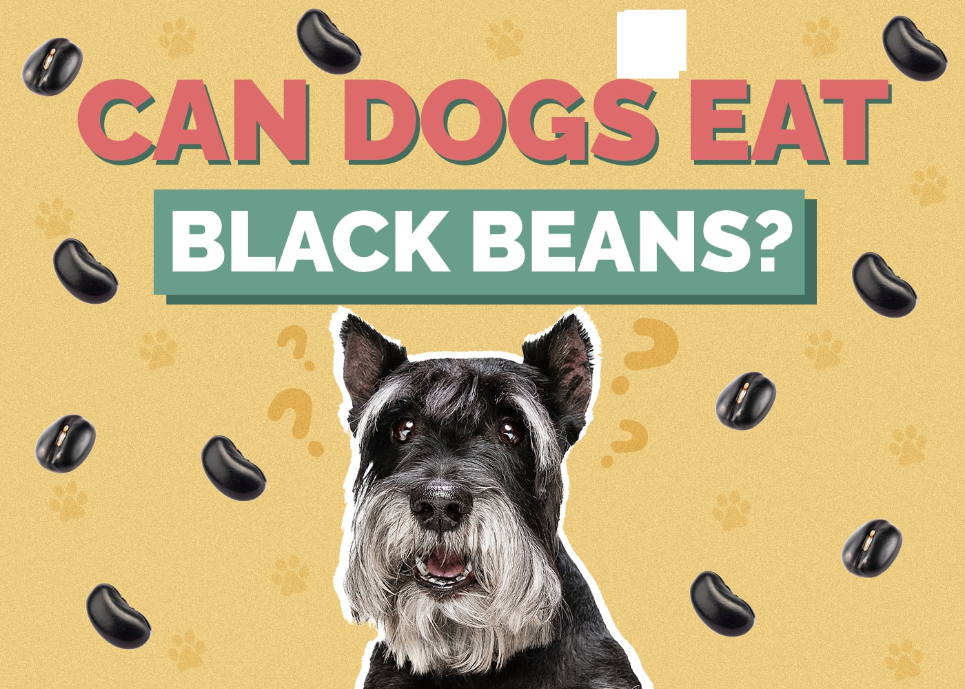 Can Dog Eat black-beans