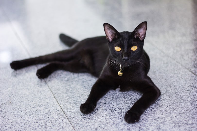 con mèo đen nằm trên sàn nhà