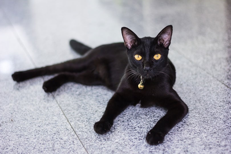 Black cat breeds with shop yellow eyes