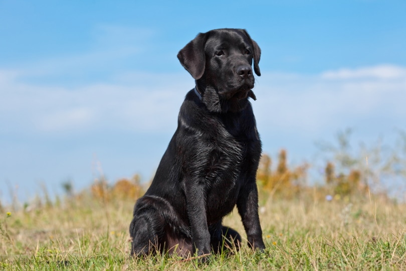 black labrador retriever in the grass