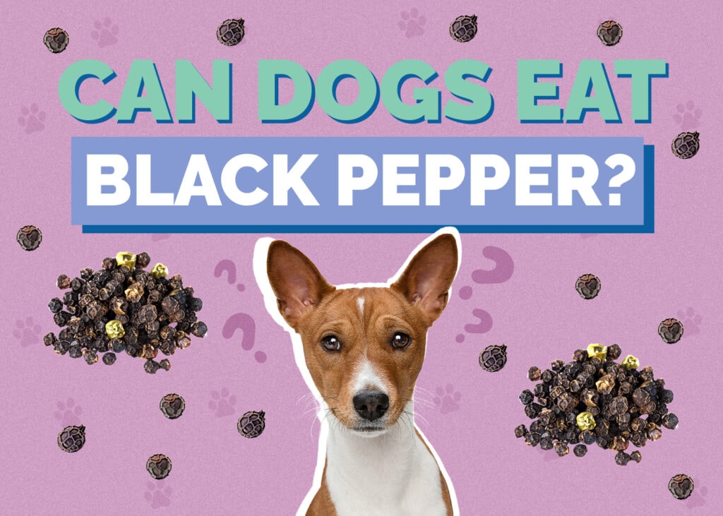 Can Dog Eat black-pepper