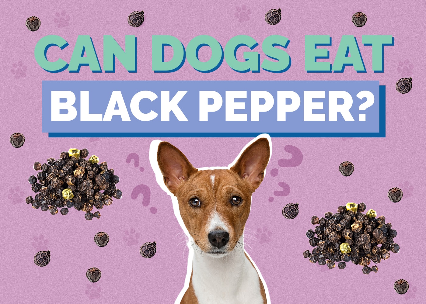 Can Dog Eat black-pepper