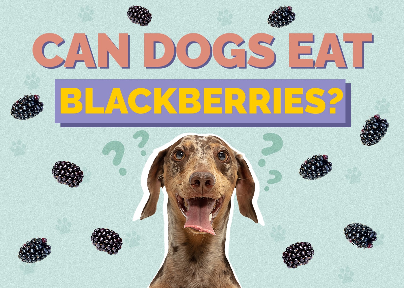 Can Dog Eat blackberries