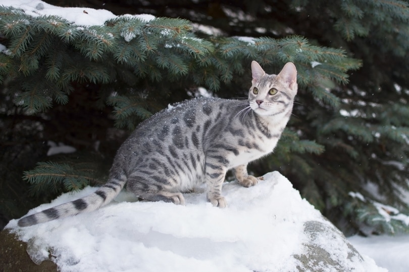 blue tabby bengal kitten