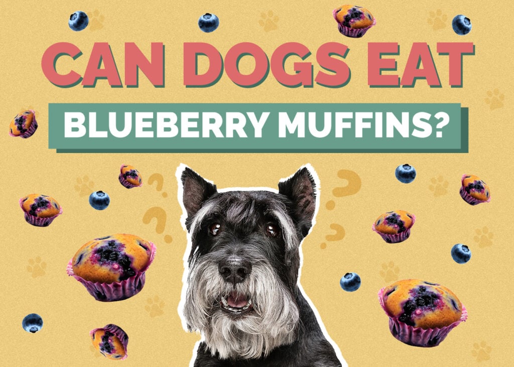 Can Dog Eat blueberry-muffins