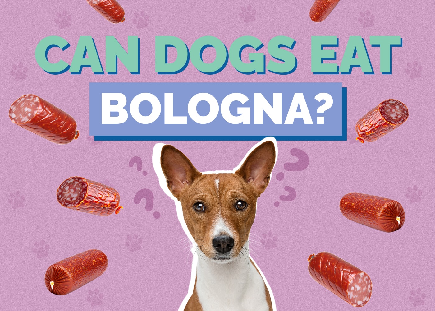 Can Dog Eat bologna