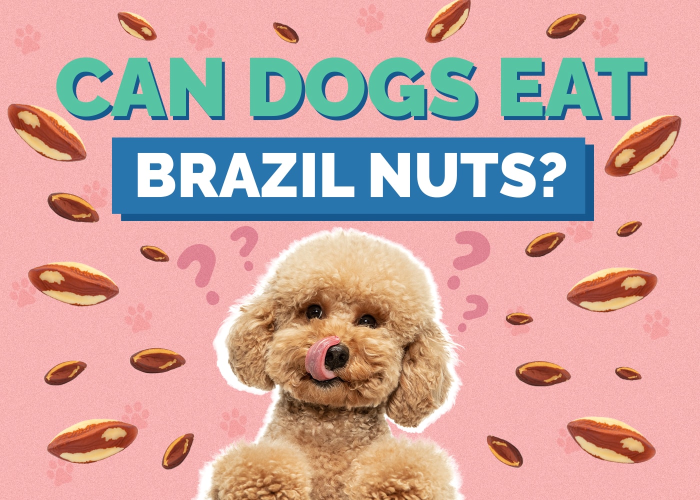 Can Dog Eat brazil-nuts
