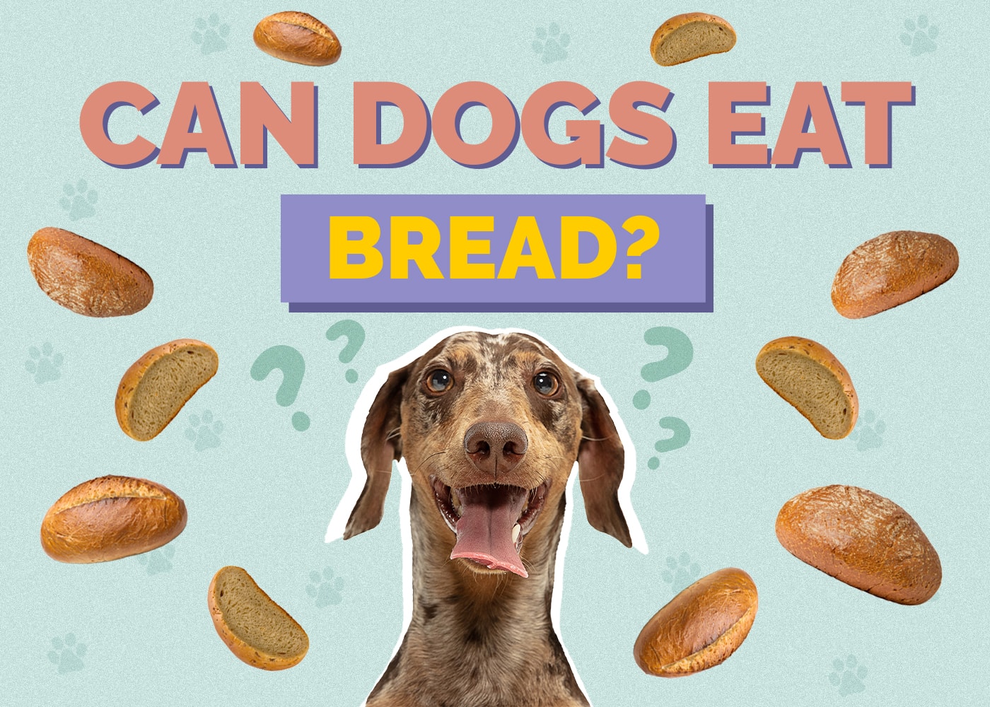 Can Dog Eat bread