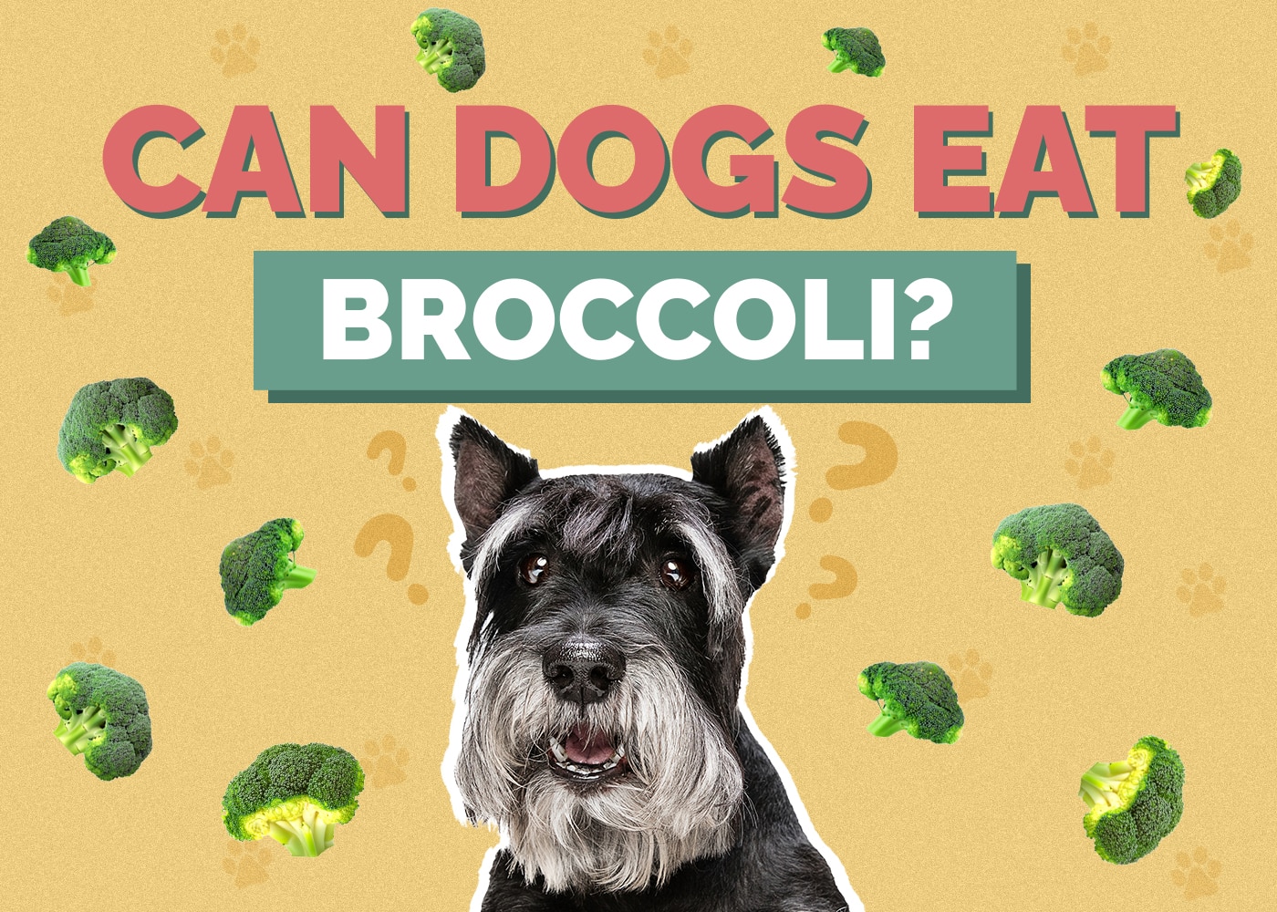 Can Dog Eat broccoli