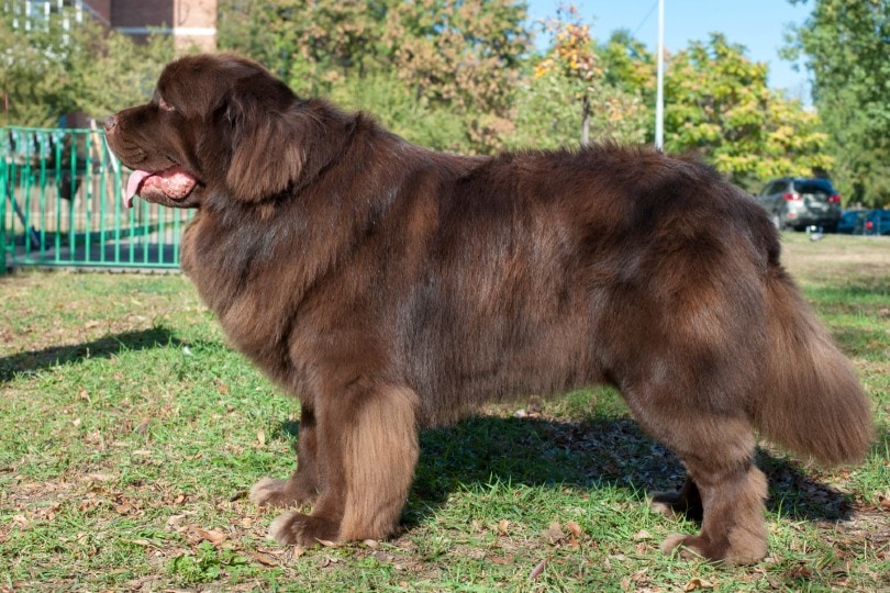 brown newfoundland dog standing in the park