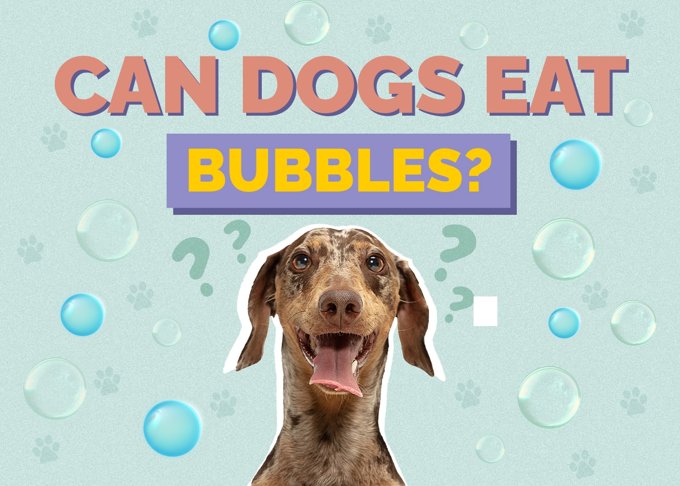 Can Dog Eat bubbles