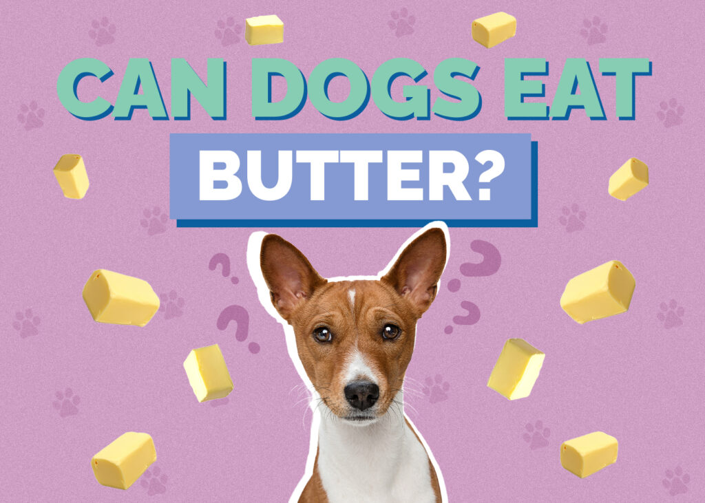 Can Dogs Eat Butter? Unveiling The Surprising Truth!