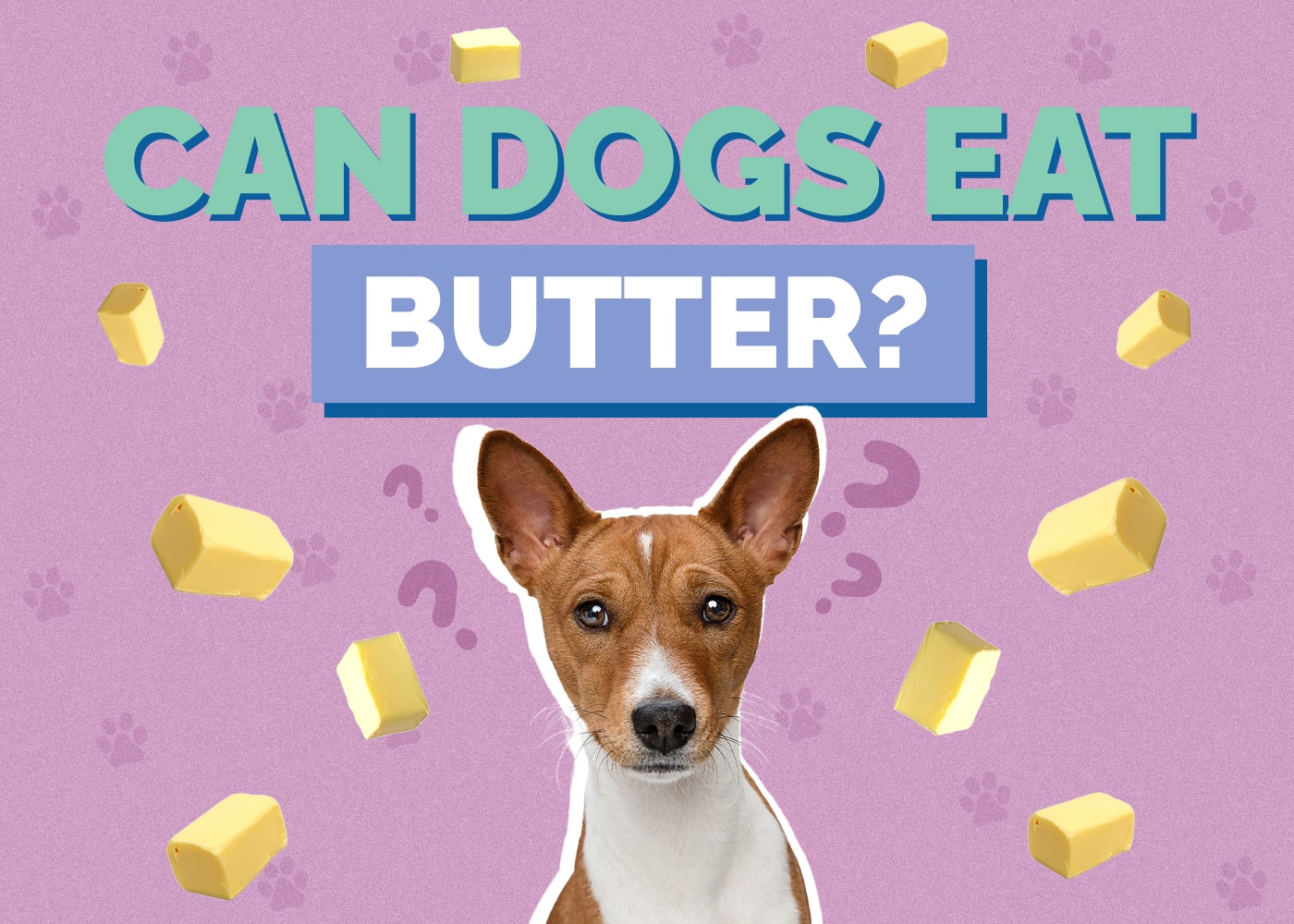 Can Dog Eat butter