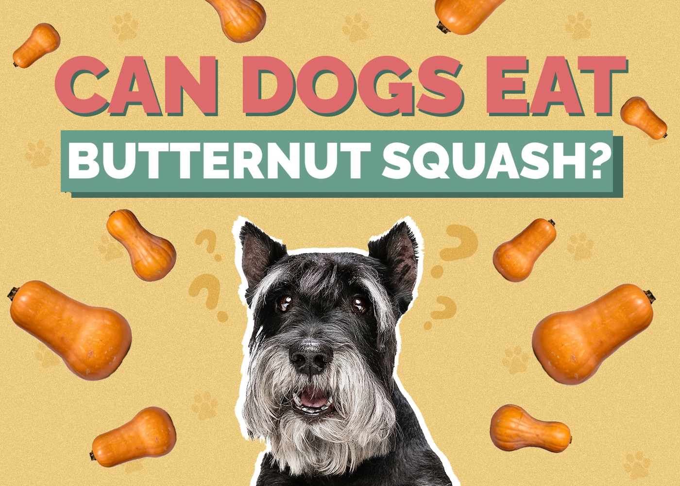 Can Dog Eat butternut-squash