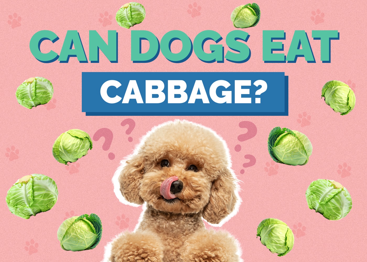 Can Dog Eat cabbage