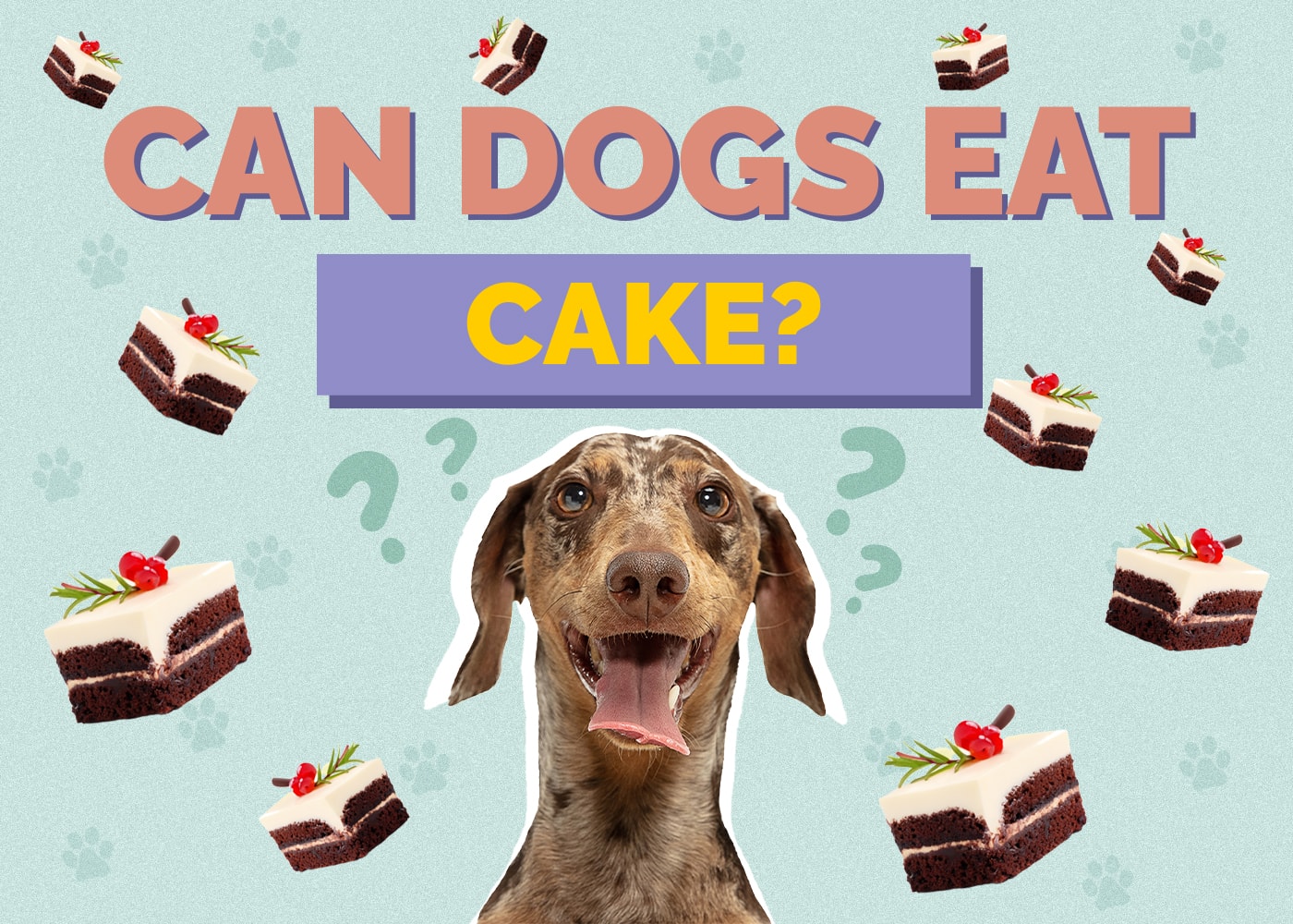 Can Dog Eat cake