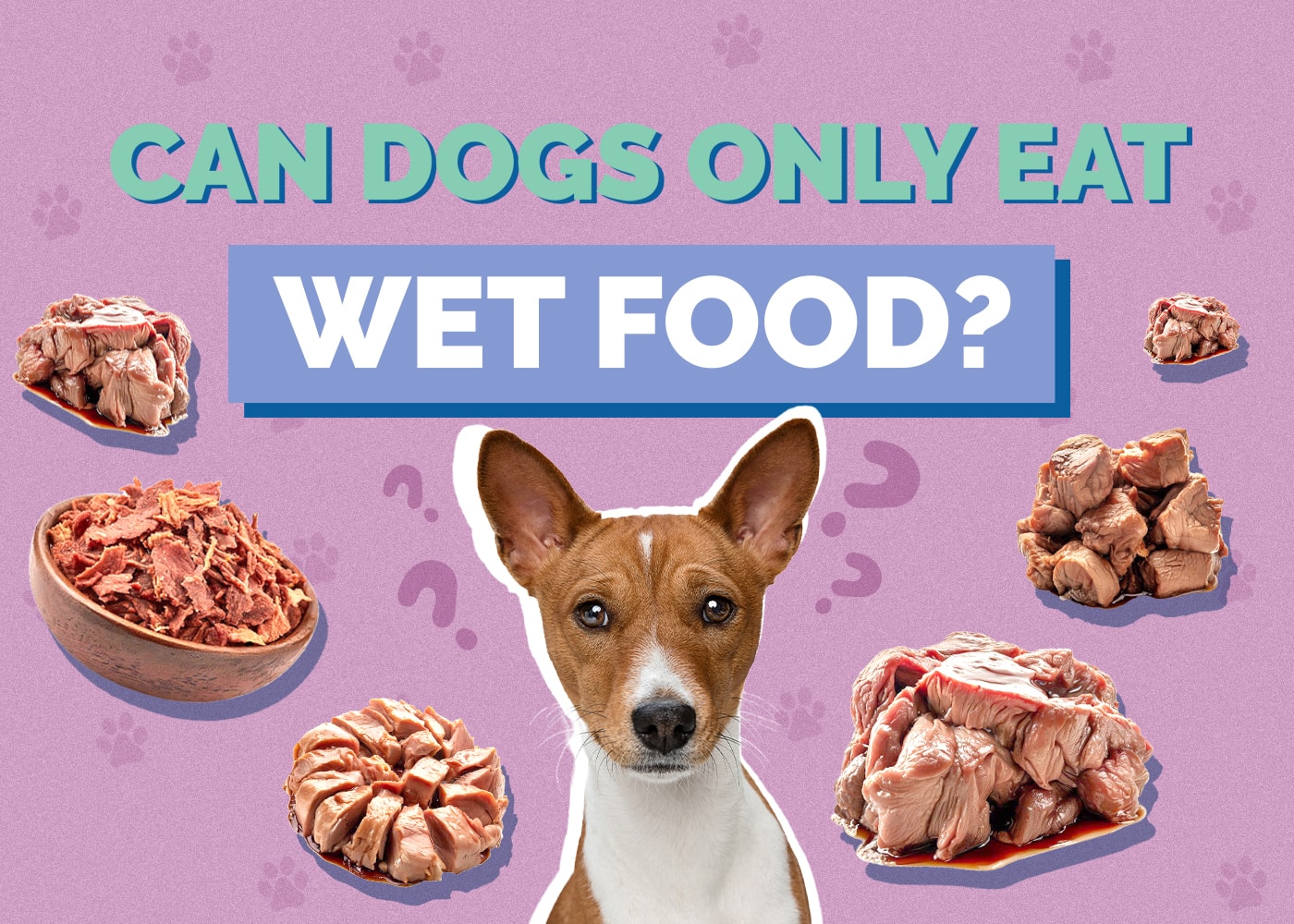 Can Dog Eat wetfood