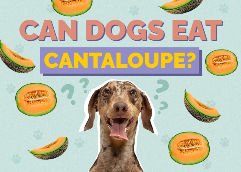 Can Dogs Eat Cantaloupe? Is Cantaloupe Safe for Dogs? Hepper
