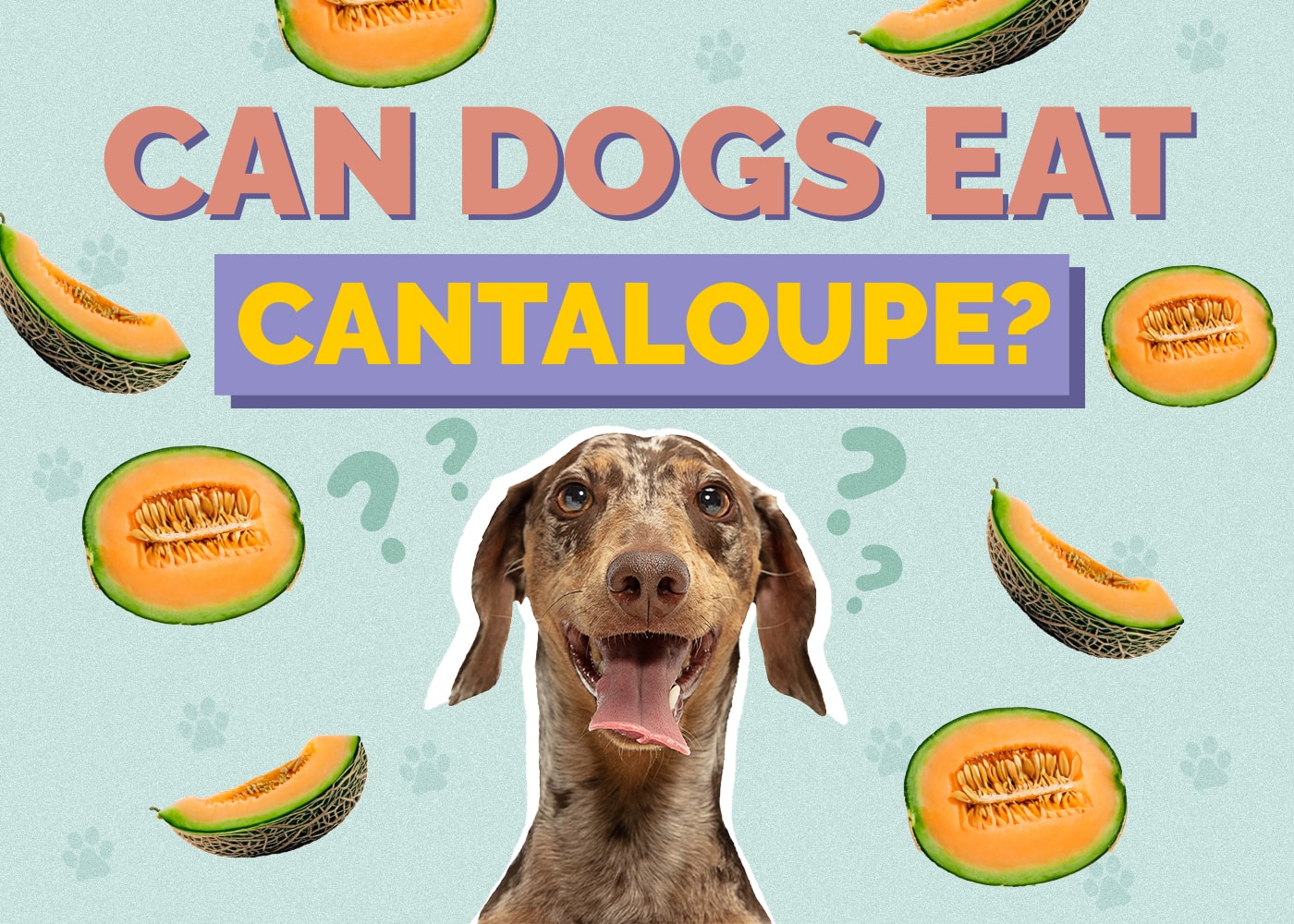 Can Dog Eat cantaloupe