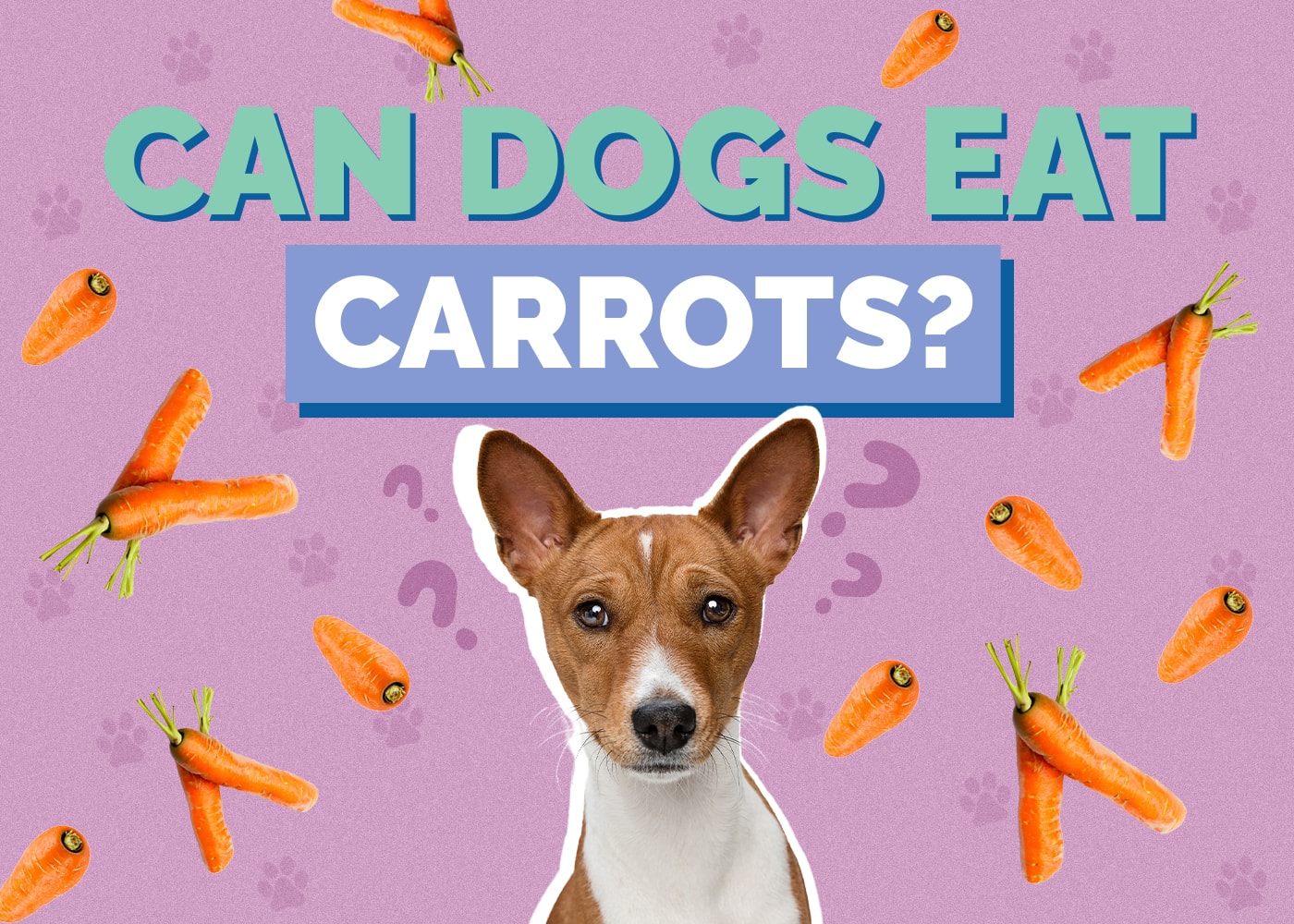 Can Dog Eat carrots