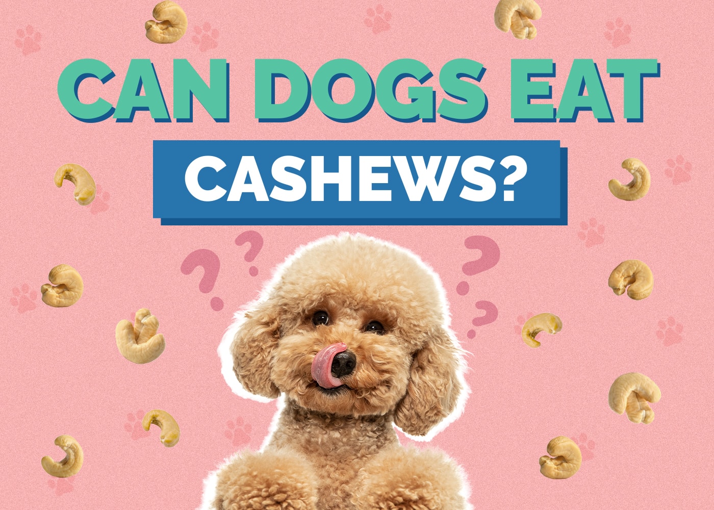Can Dog Eat cashew