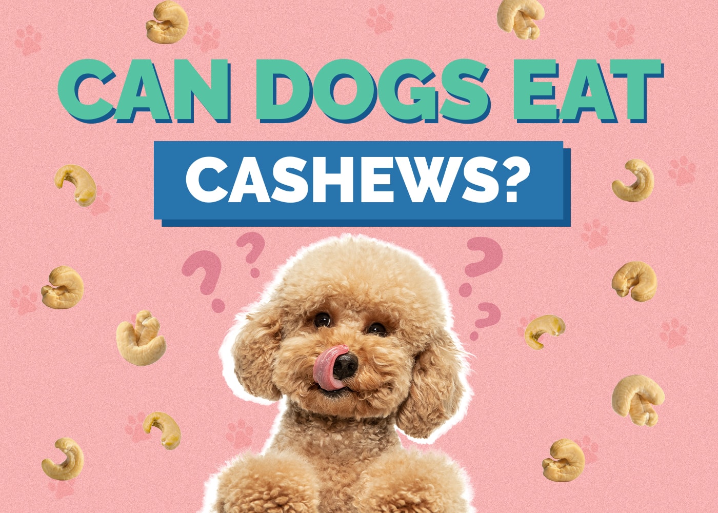 Can Dogs Eat Cashews can-dogs-eat-cashews