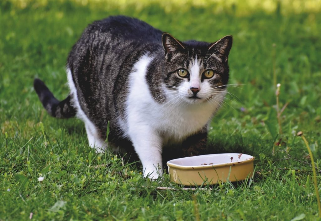 cat eating outdoors on grass