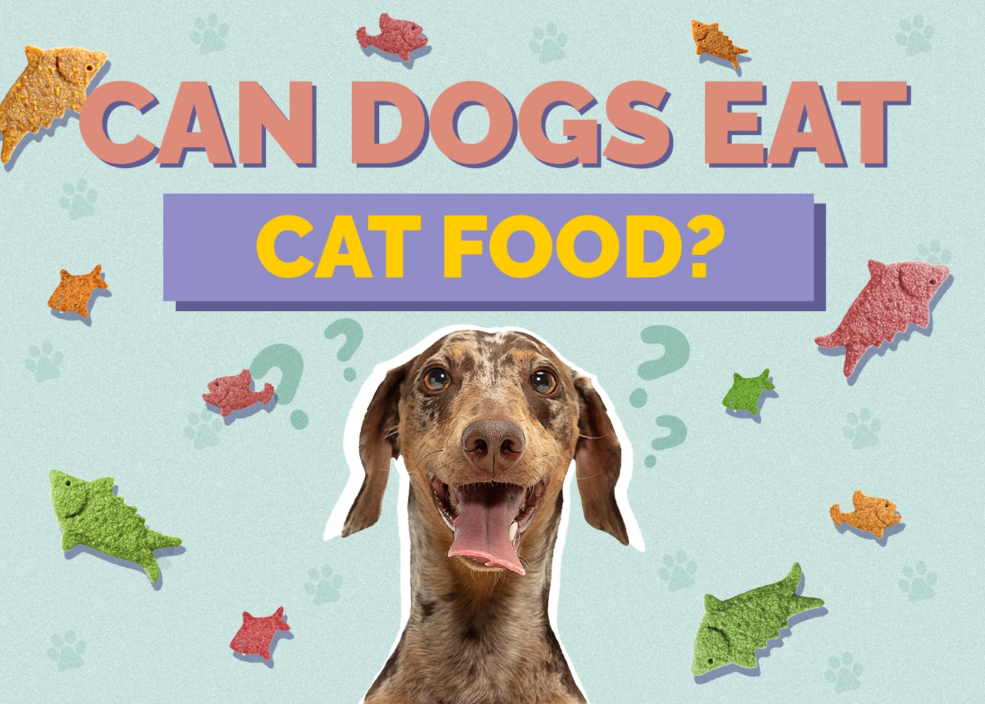 Can Dog Eat cat-food